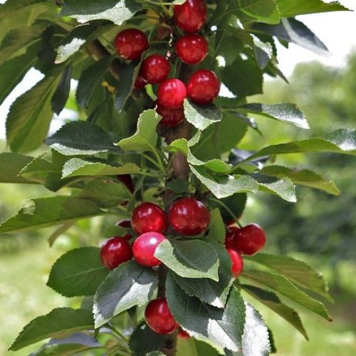 Mini višňa stĺpovitá (Prunus cerasus) ´PIEMONT´ - skorá 80- 100 cm - voľnokorenná